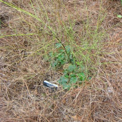 White Wild Indigo